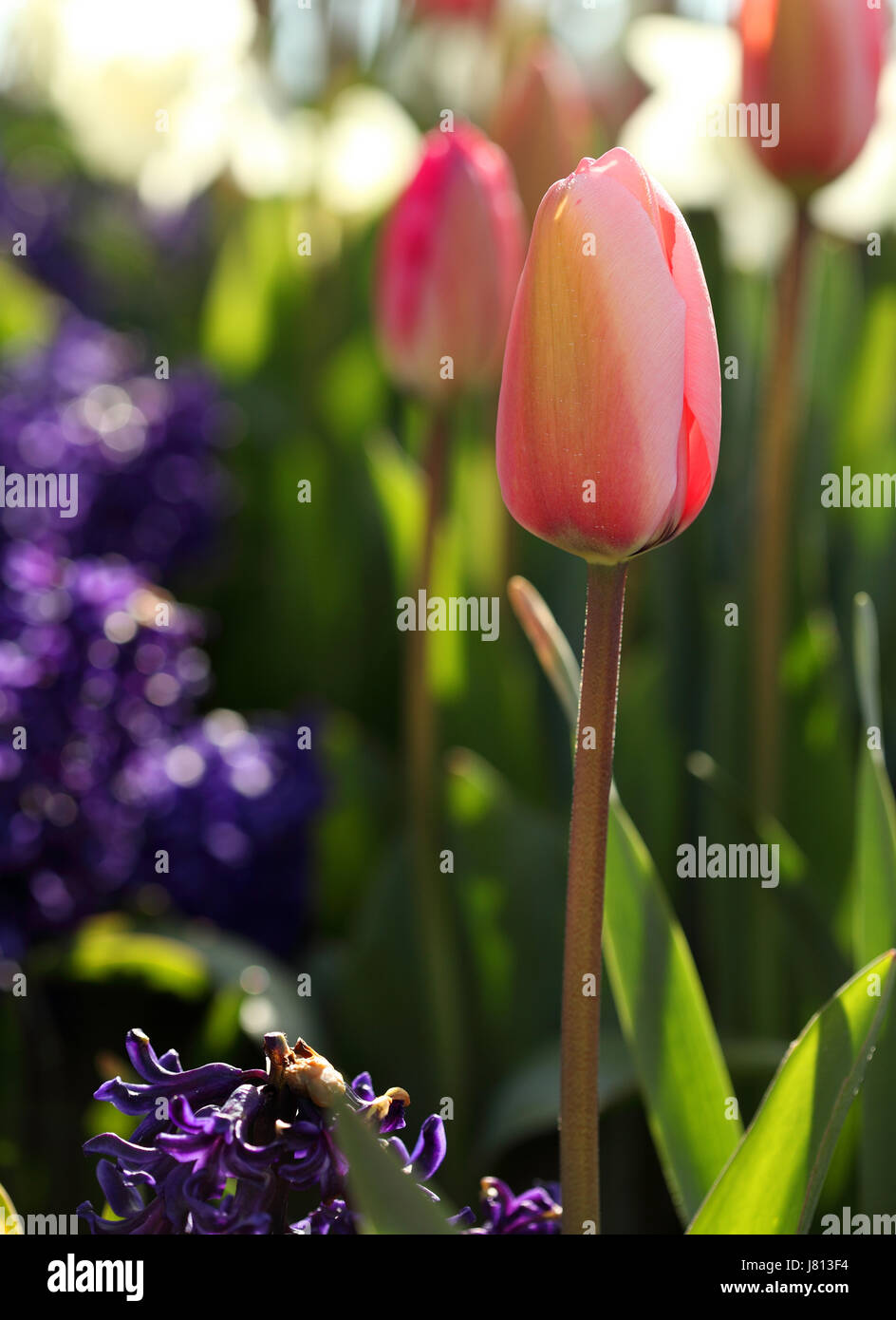 A spring mix of tulip, hyacinth and daffodil flowers growing in a garden bed. Stock Photo