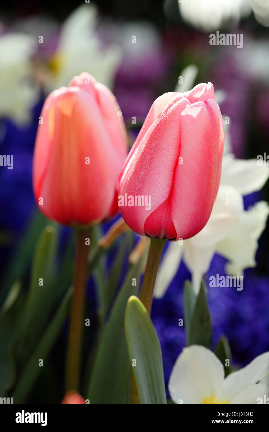 A spring mix of tulip, hyacinth and daffodil flowers growing in a