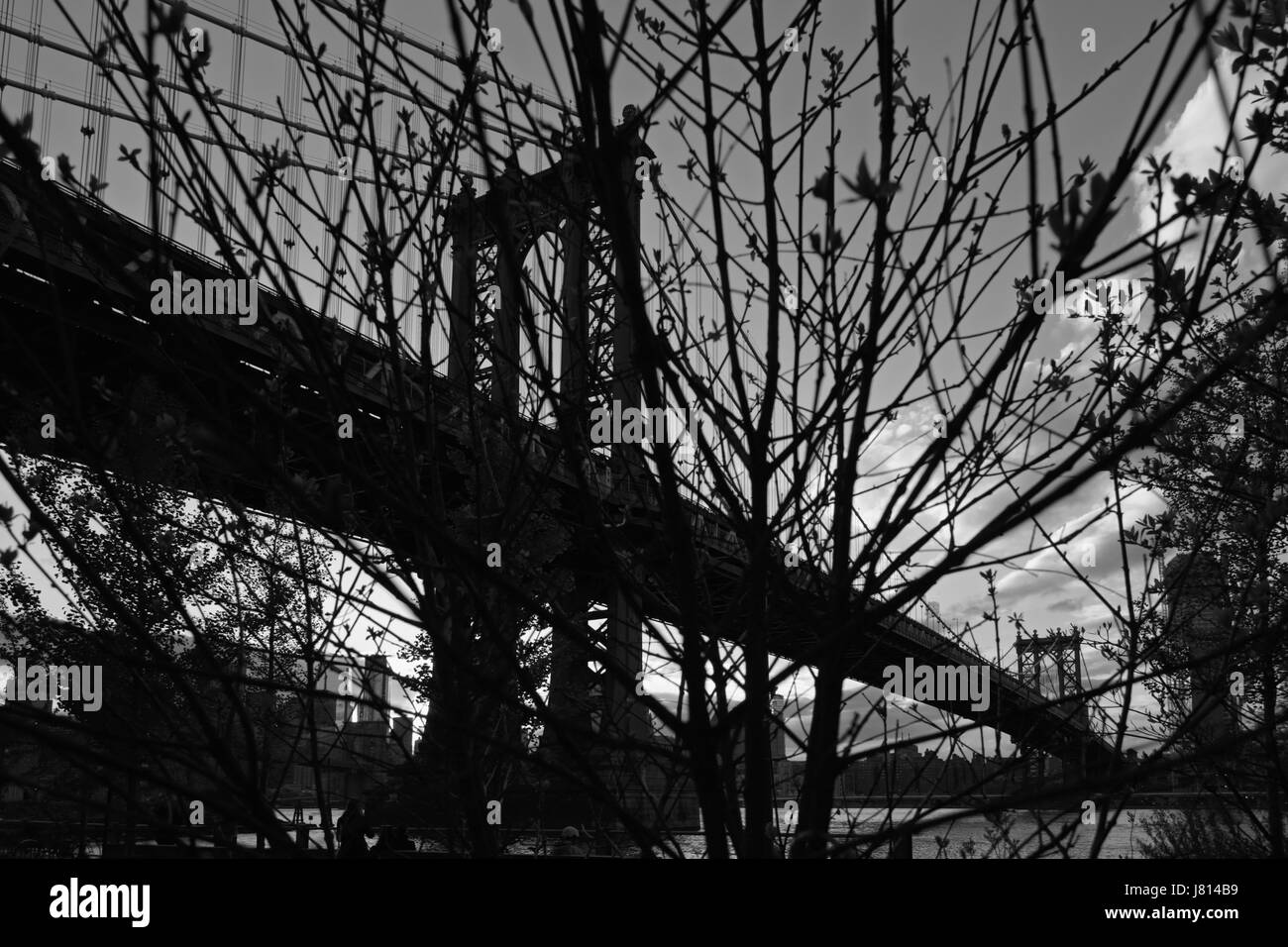 View through tree branch silhouettes across the East River of the Manhattan Bridge from DUMBO in Brooklyn, New York. City landscape on a cloudy night Stock Photo