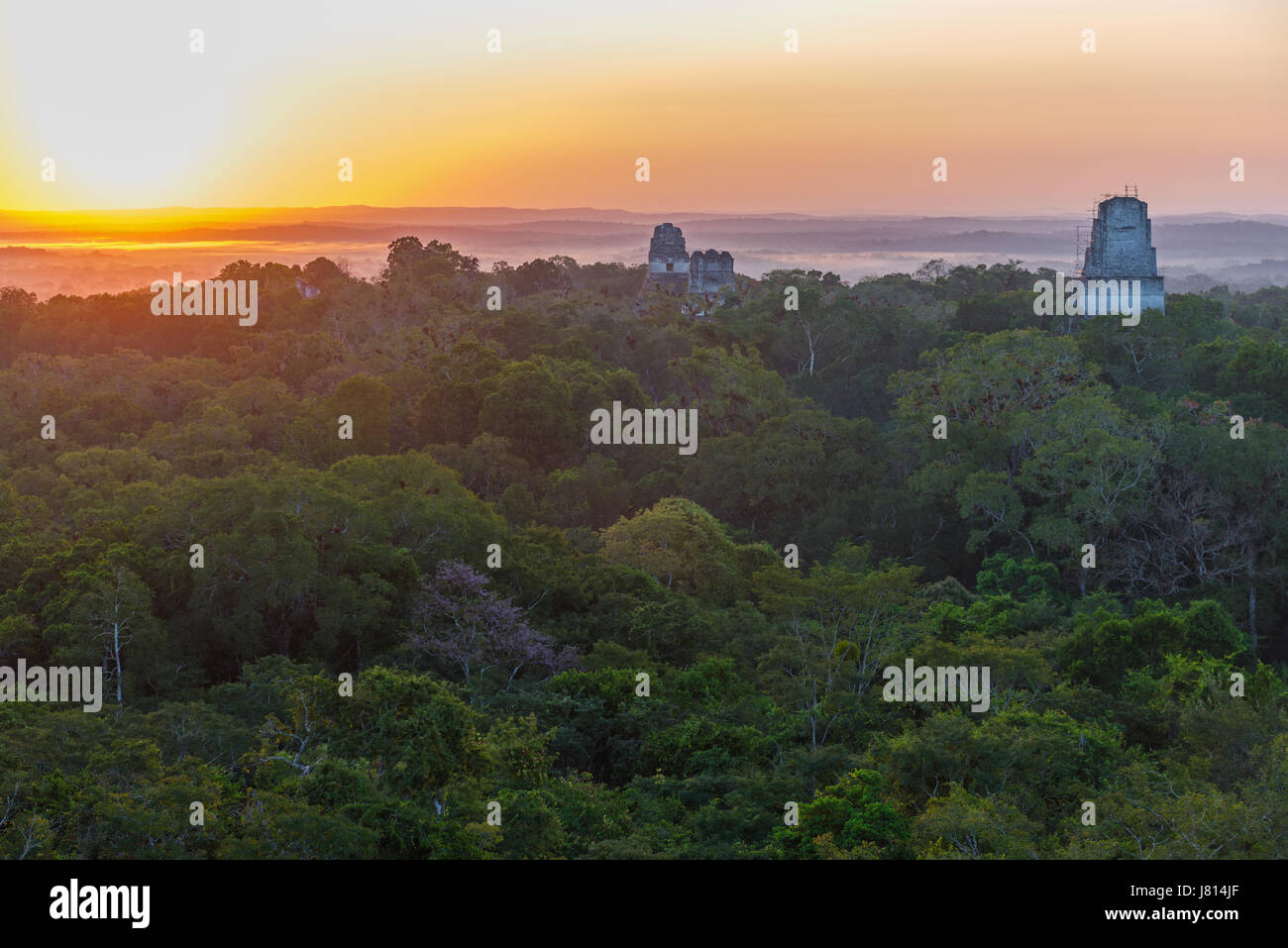 The Mayan pyramids of Tikal above the rainforest canopy at sunrise in the Peten jungle near Flores, Guatemala. Stock Photo