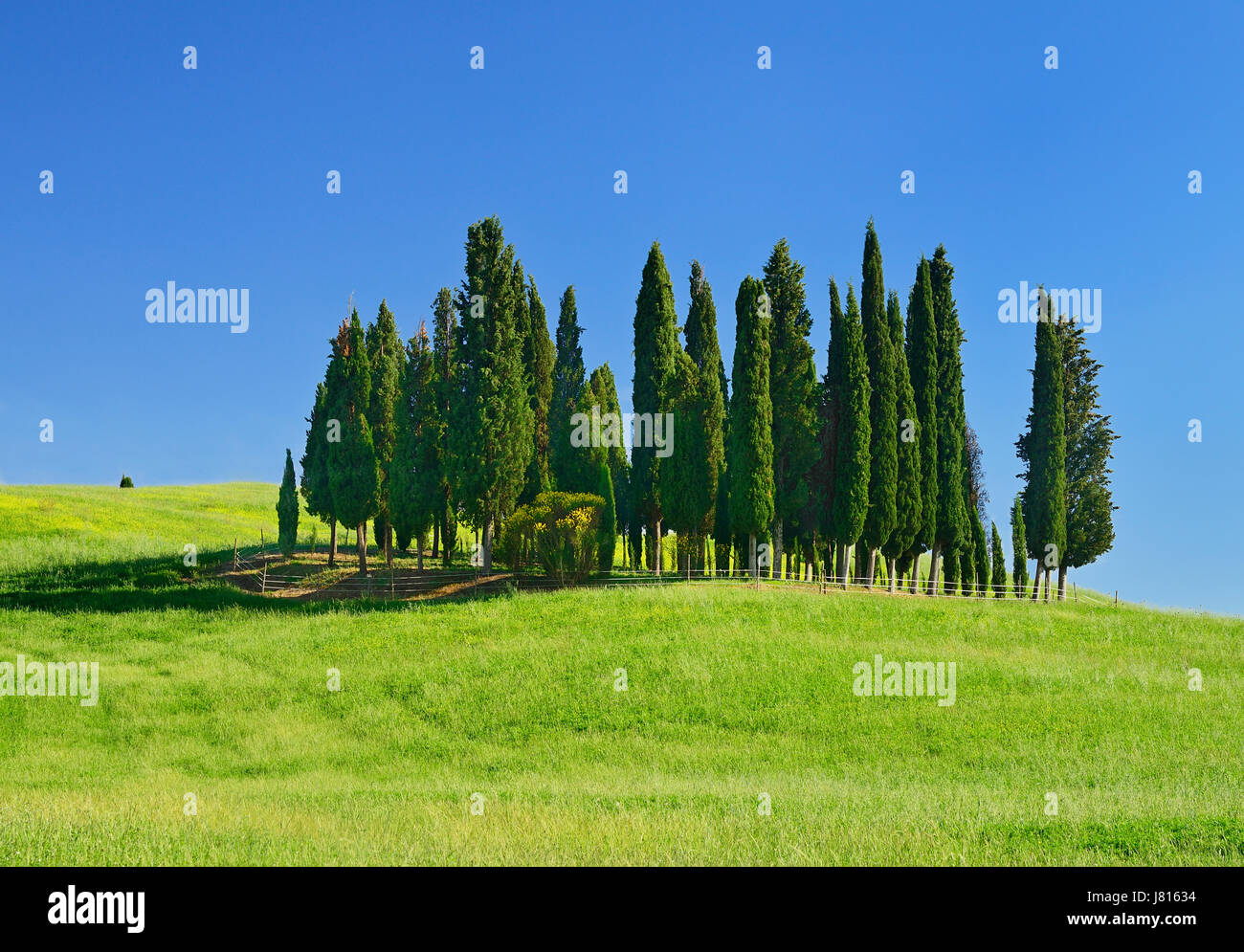 Italy, Tuscany, Val D'Orcia, Famous cypress grove near San Quirico D'Orcia. Stock Photo