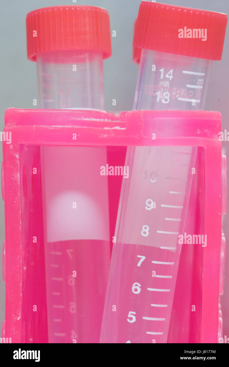 Pink plastic holder with sealed tubes of reacting chemicals,  within a fume cupboard of biosciences research laboratory. Stock Photo