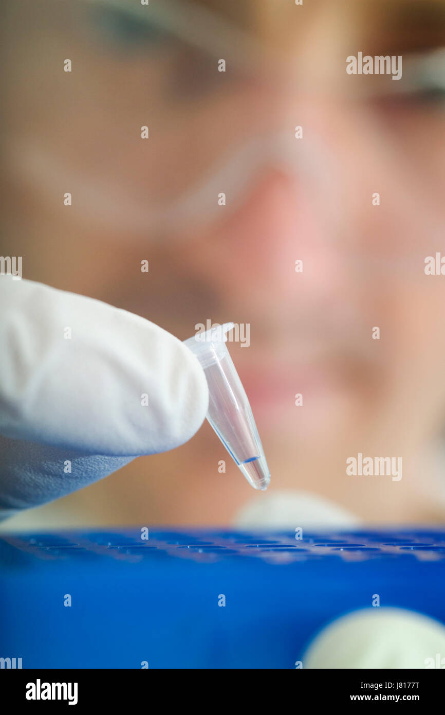 Loading a PCR (polymerase chain reaction) thermocycler machine in a UK bioscience laboratory Stock Photo