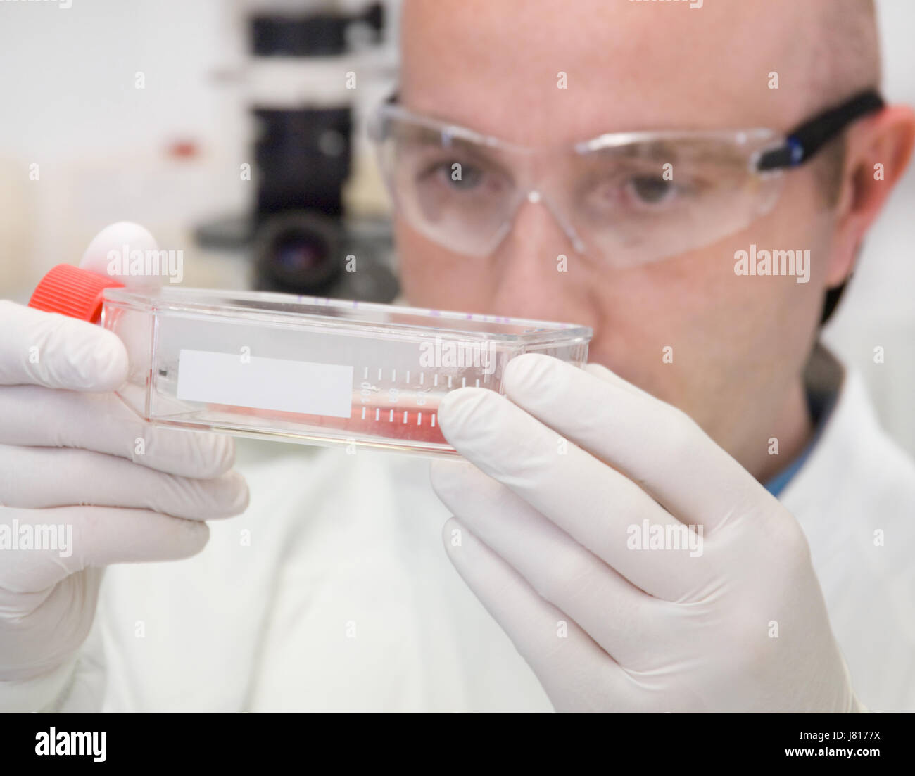 Male scientist wearing a white laboratory coat and safety glassesexamines a flask containing a stem cell cultivation in red growth medium. Stock Photo