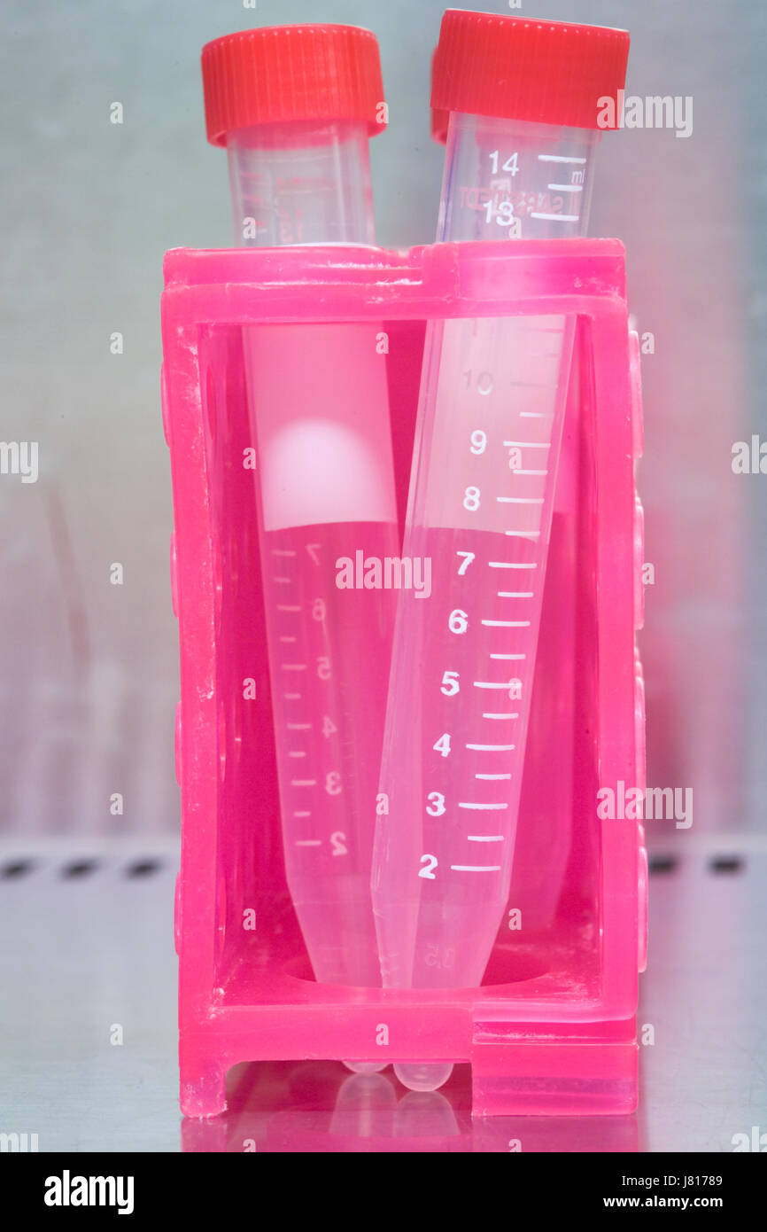 Pink plastic holder with sealed tubes of reacting chemicals, in the fume cupboard of a bioscience research laboratory. Stock Photo