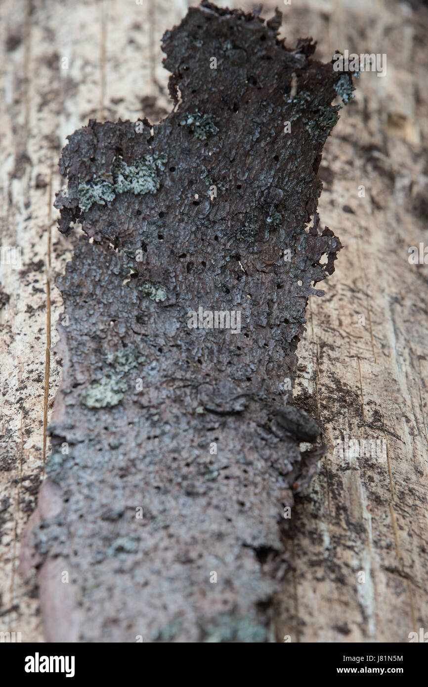 Bialowieza, Poland. 26th May, 2017. A tree bark left with many holes by bark beetles currently infesting the Bialowieza Forest World Natural World Heritage Site, Poland, 26 May 2017. - NO WIRE SERVICE - Photo: Jan A. Nicolas/dpa/Alamy Live News Stock Photo