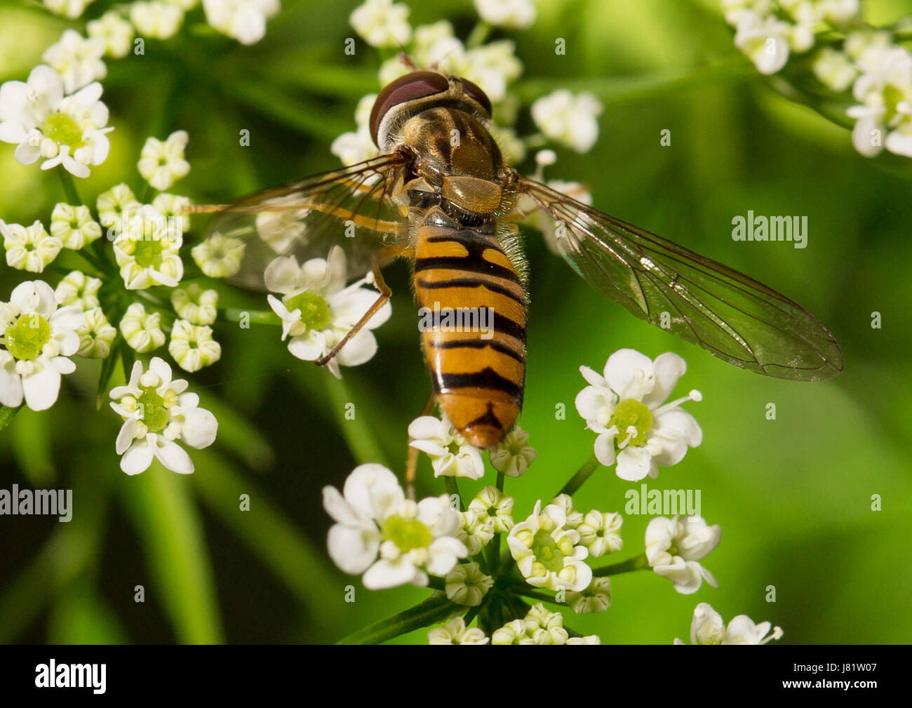 Picture of a insect with an 1:1 macro lens Stock Photo - Alamy