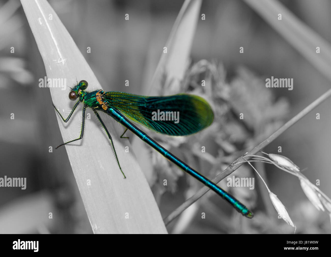 1 picture hi-res stock photography and images - Alamy