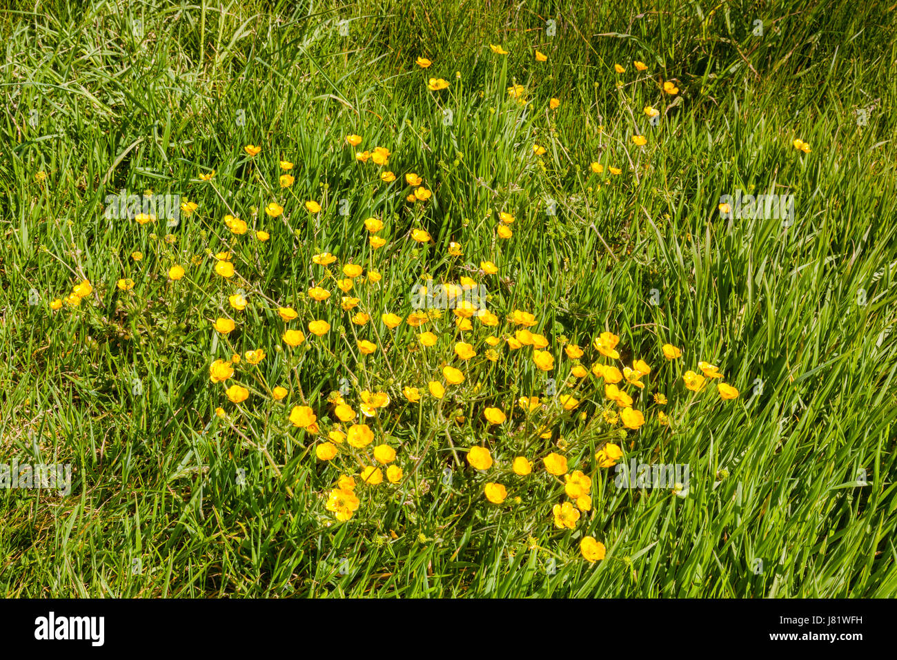 Buttercups (Ranunculus) growing in long grass. Stock Photo