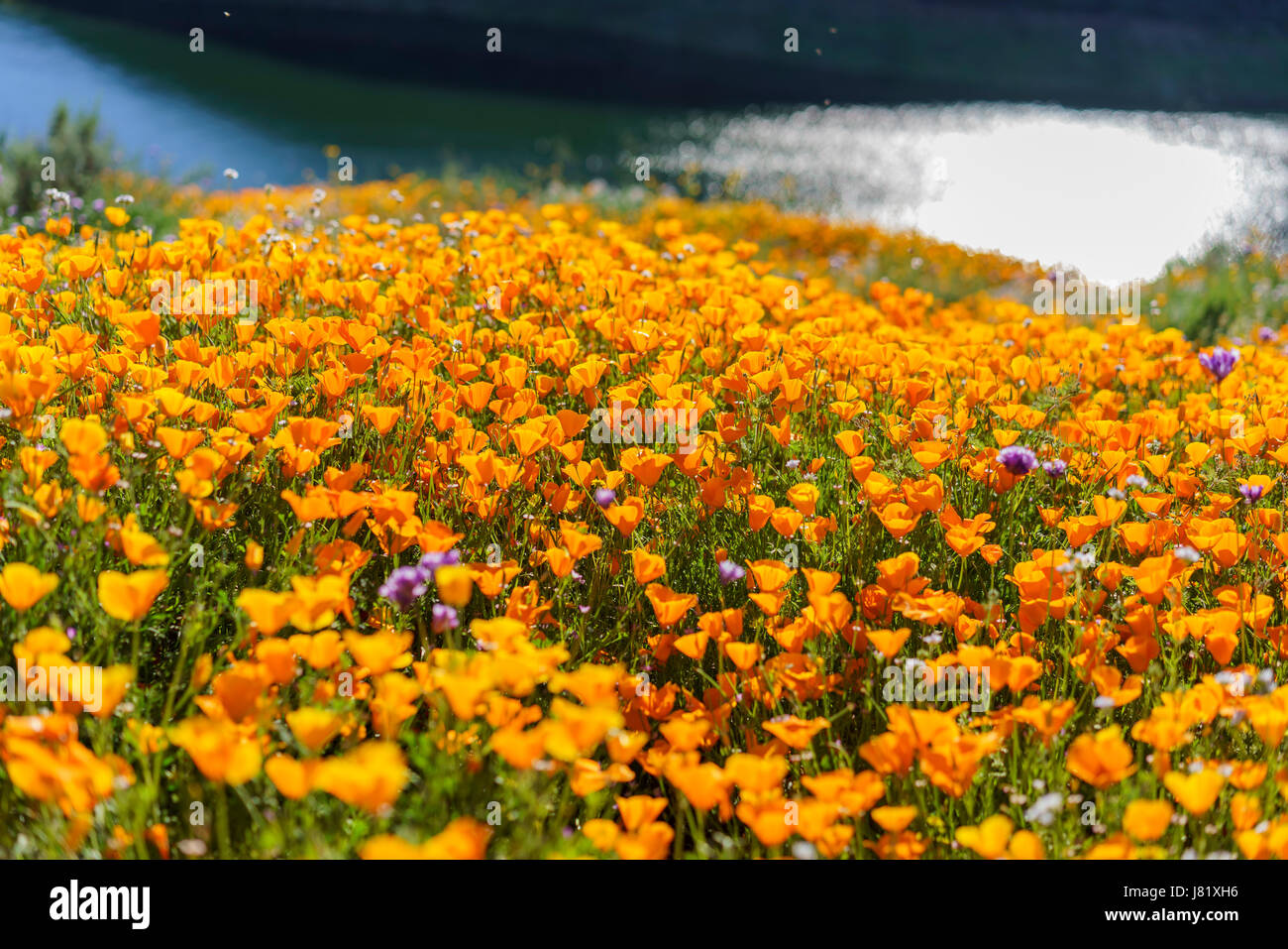 Lots of wild flower blossom (poppy) at Diamond Valley Lake, California