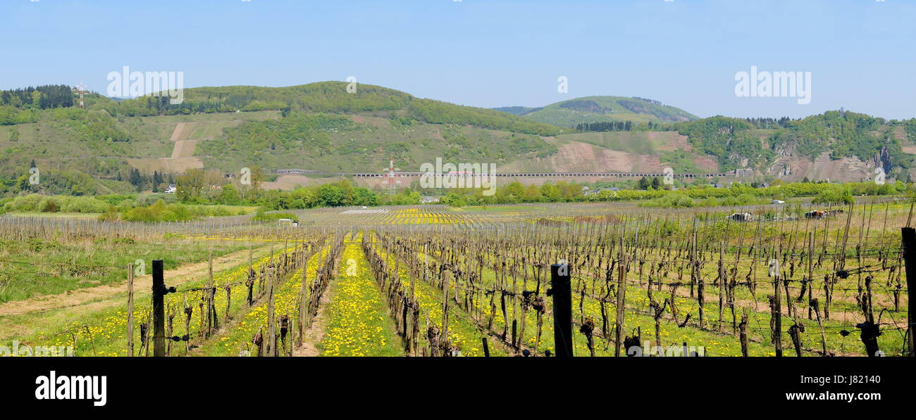vineyard mosel cultivation of wine vineyard mosel spring sight view outlook Stock Photo