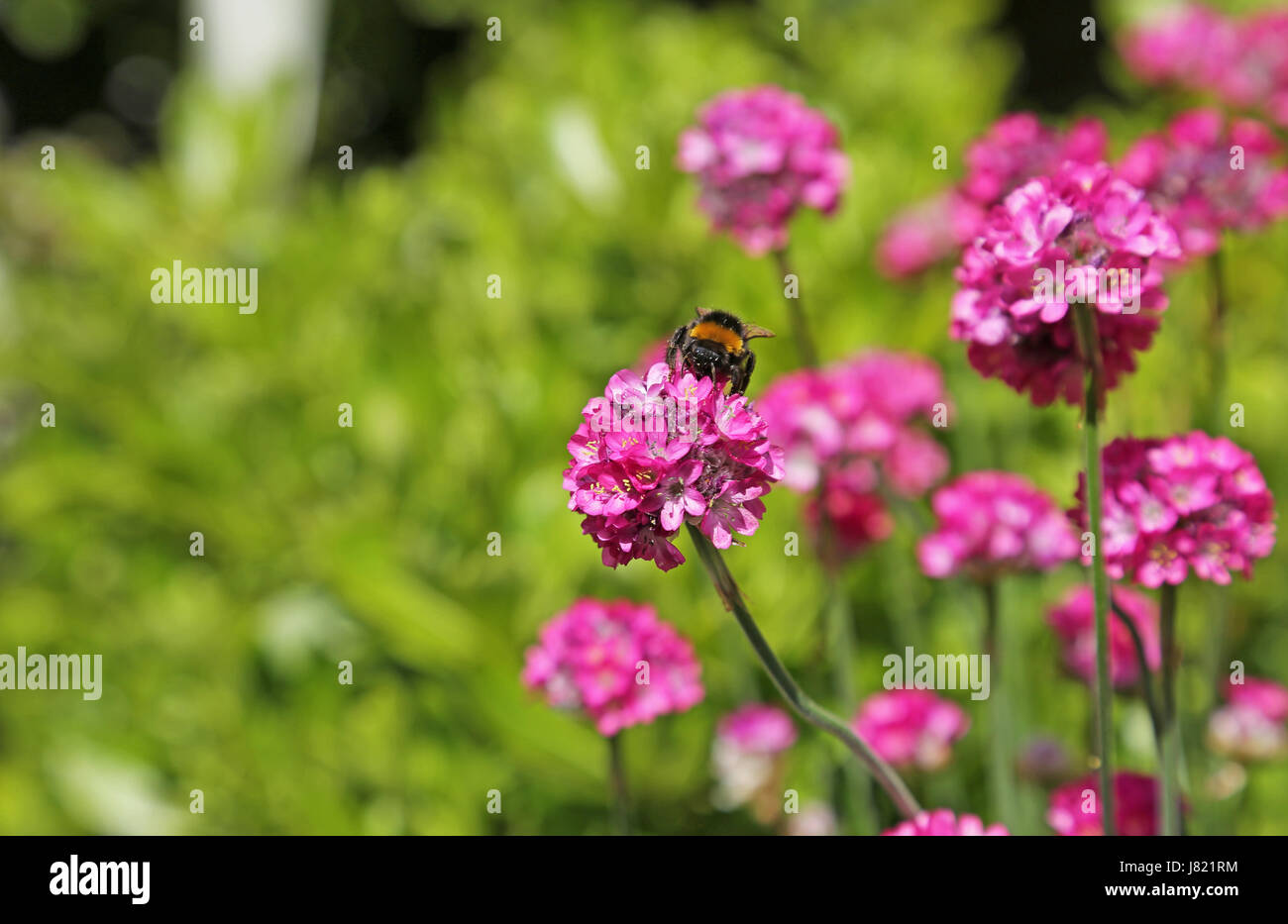 A bee collects pollen on an Armada Rose plant (Armeria Maritima) in a south London garden, UK Stock Photo