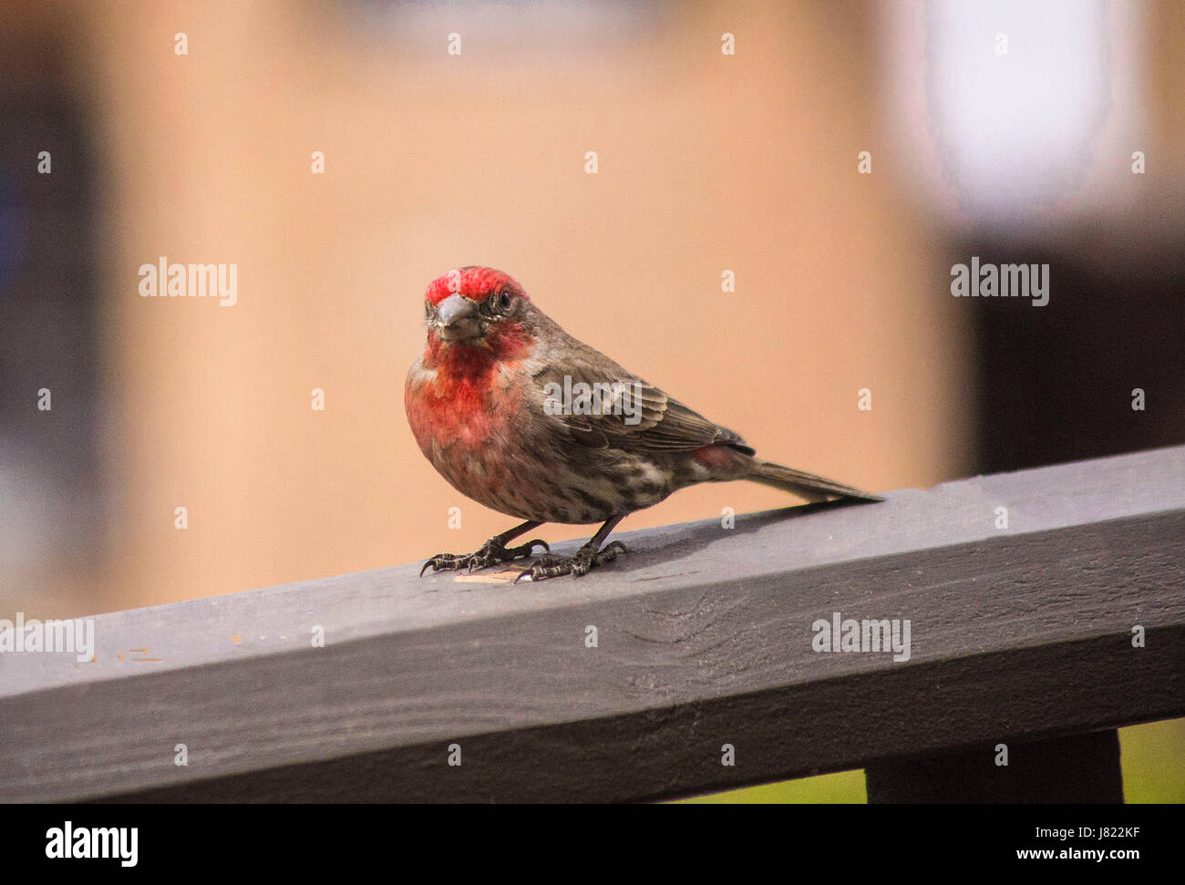 A Red House Finch taken in Santa Fe, NM Stock Photo