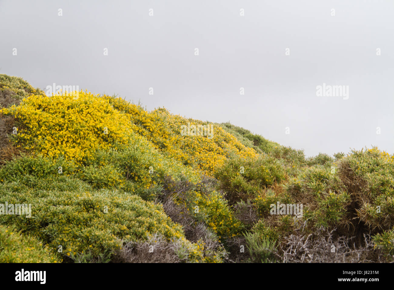 Greek spiny spurge Stock Photo