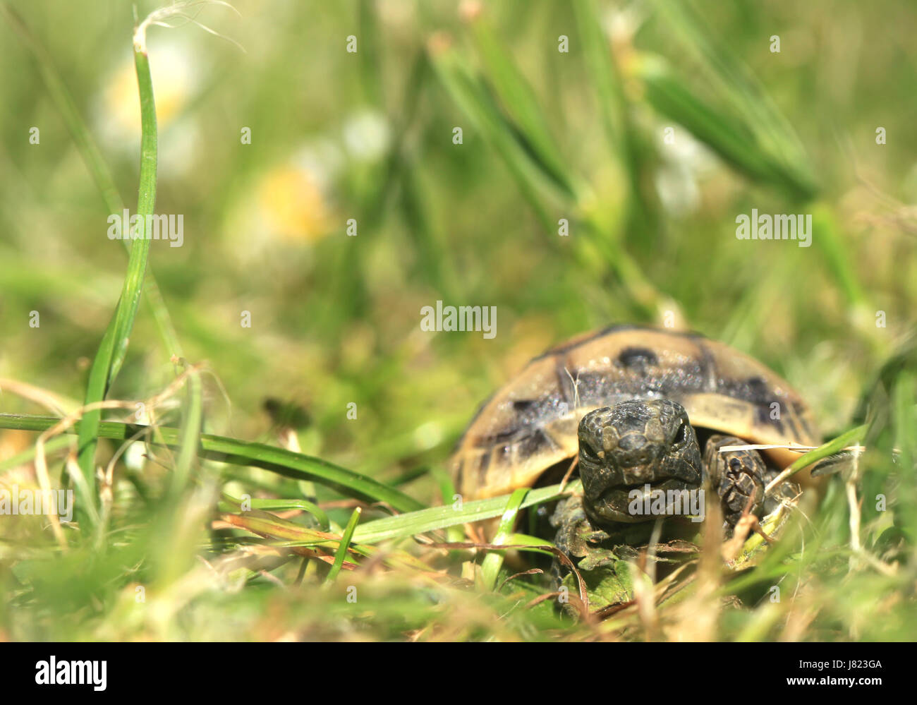 testudo graeca ibera Stock Photo Alamy