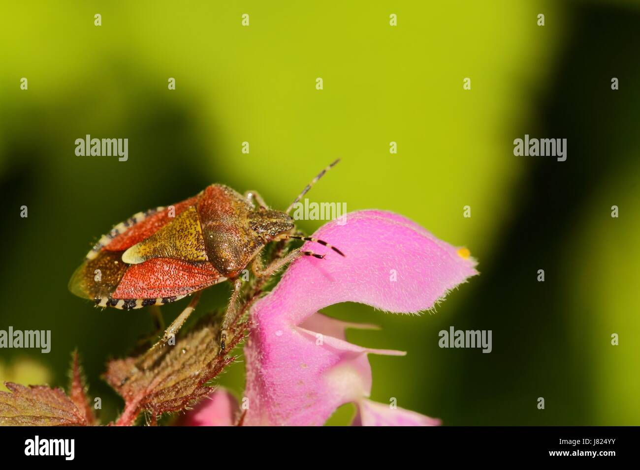 beerenwanze Stock Photo