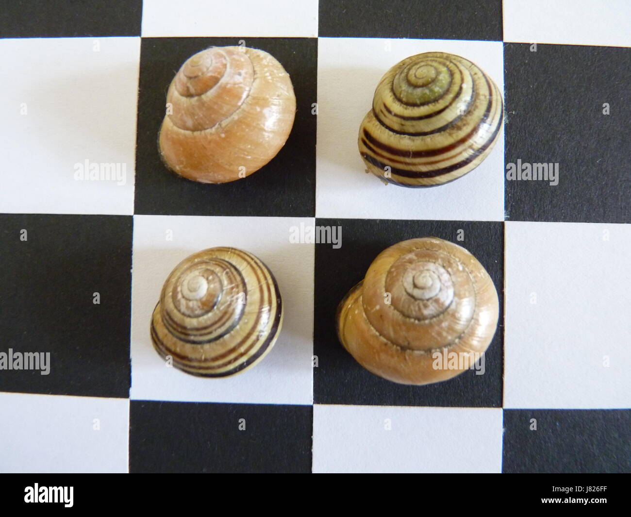 Multiple striped snail shells displayed on a black and white chequer board. Squared on. Stock Photo