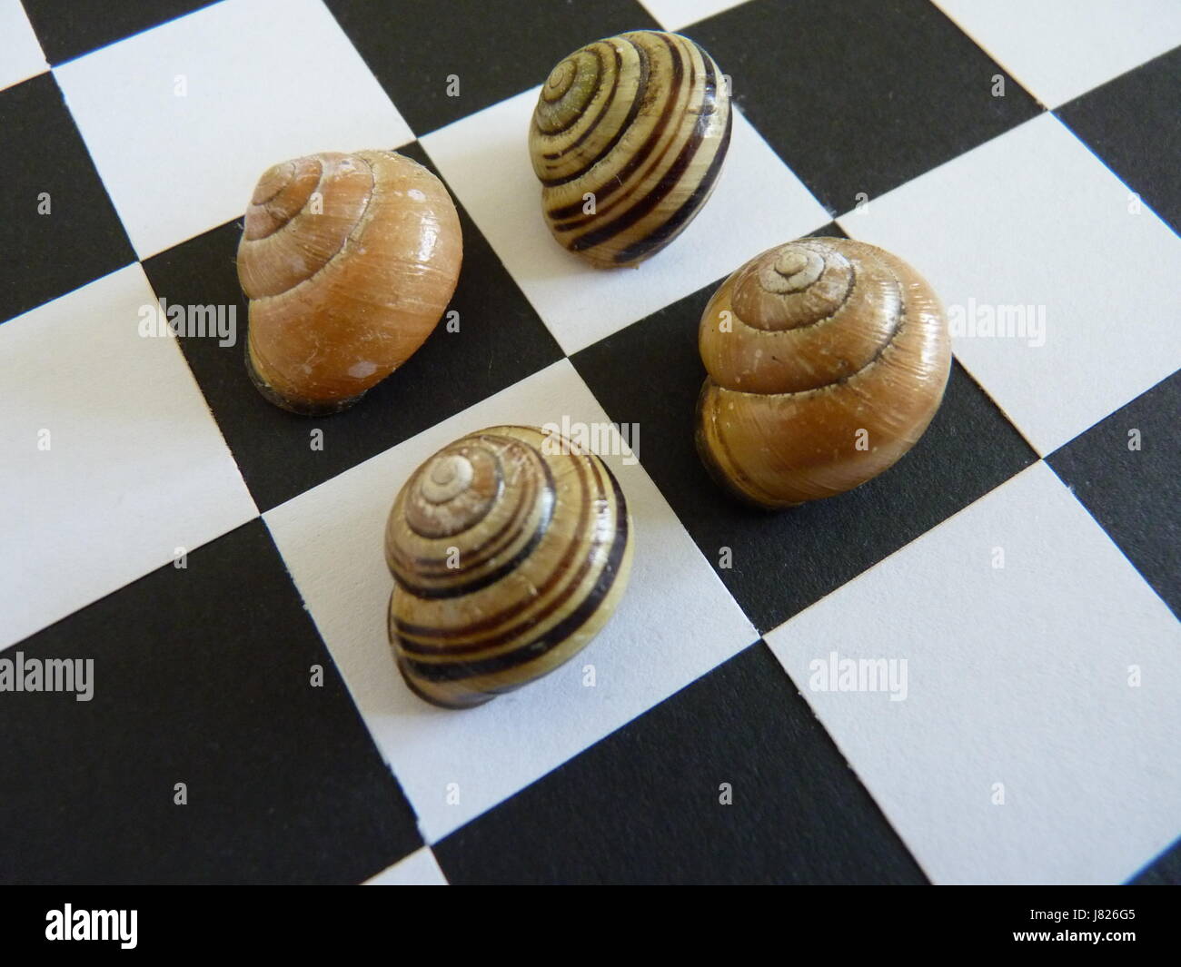 Multiple striped snail shells displayed on a black and white chequer board. Squared on. Stock Photo