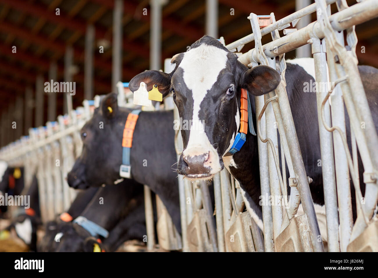 herd of cows in cowshed on dairy farm Stock Photo - Alamy
