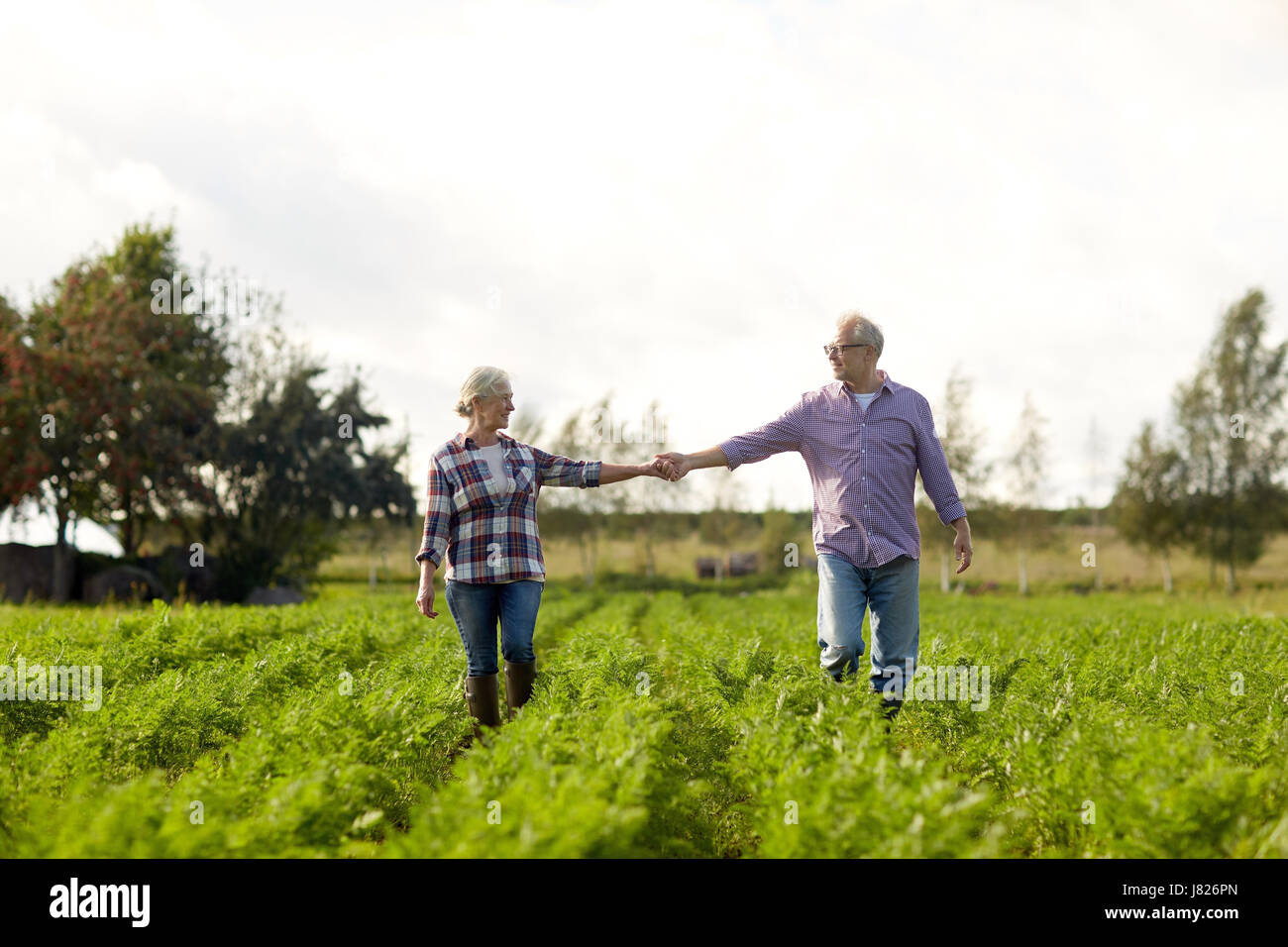 happy senior couple holding hands at summer farm Stock Photo - Alamy
