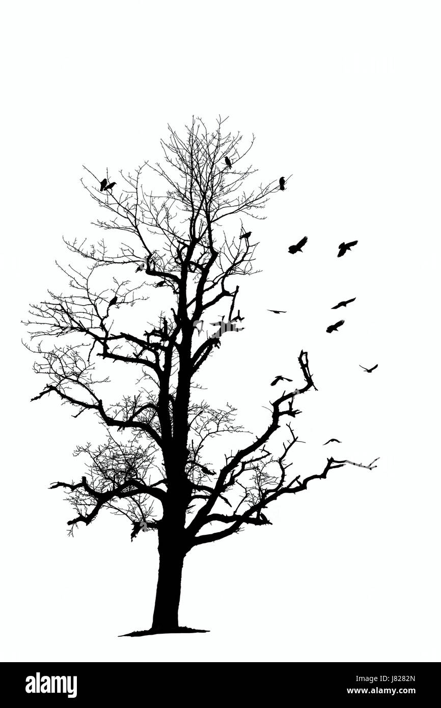 Black birds with branches winter Cut Out Stock Images & Pictures - Alamy