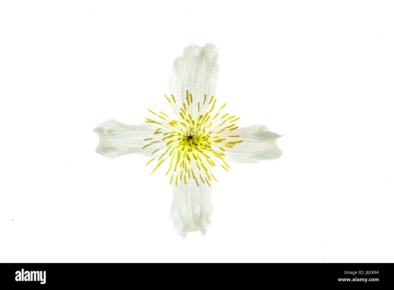 Translucent cross or cruciform shape on the white and yellow bloom of a climbing plant Stock Photo