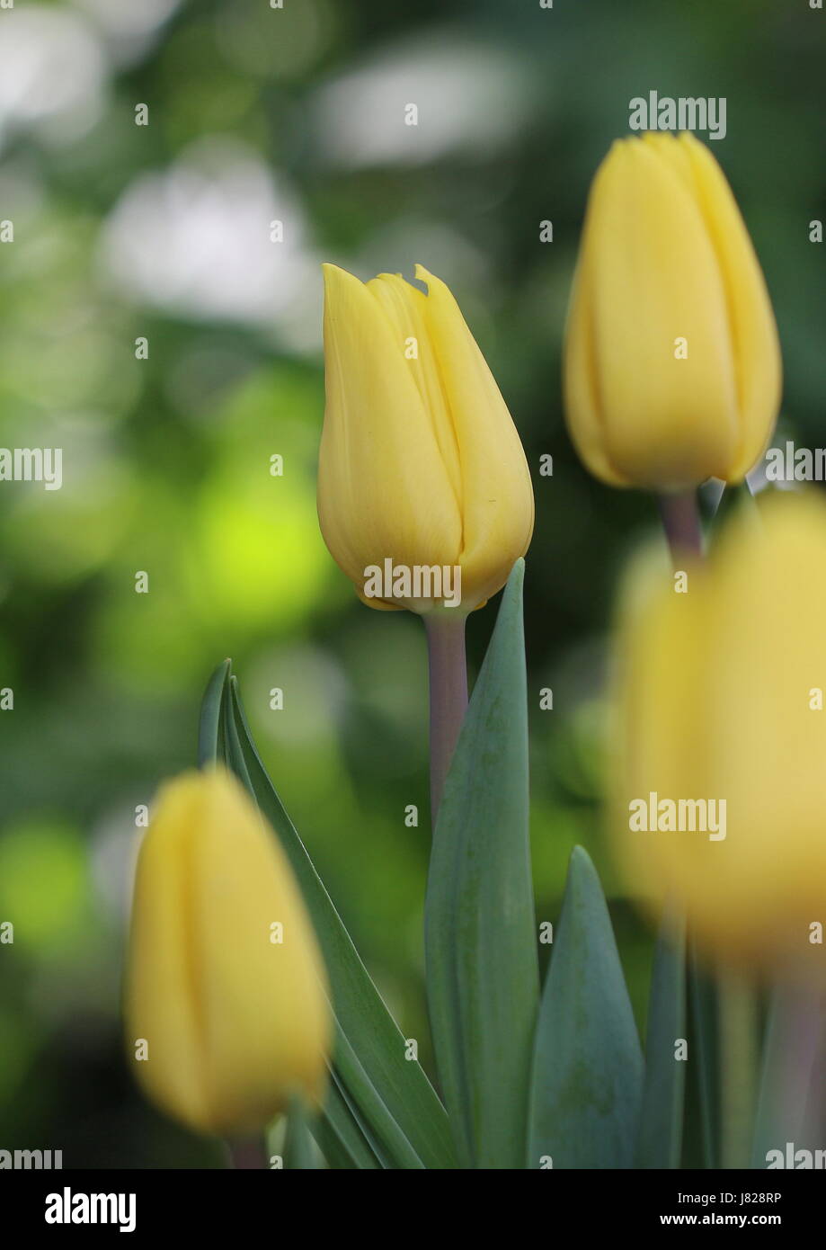Yellow tulips in a field Stock Photo