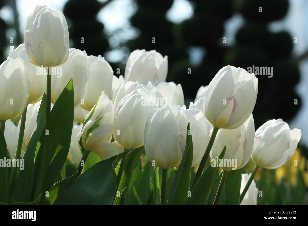 White tulips in a field Stock Photo