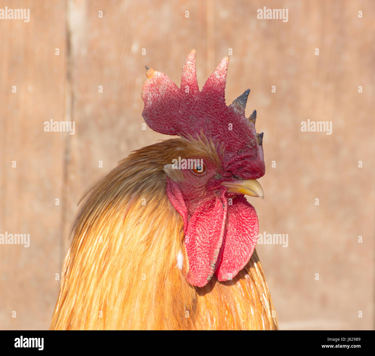 side view close-up portrait of cock rooster with red crest comb Stock ...