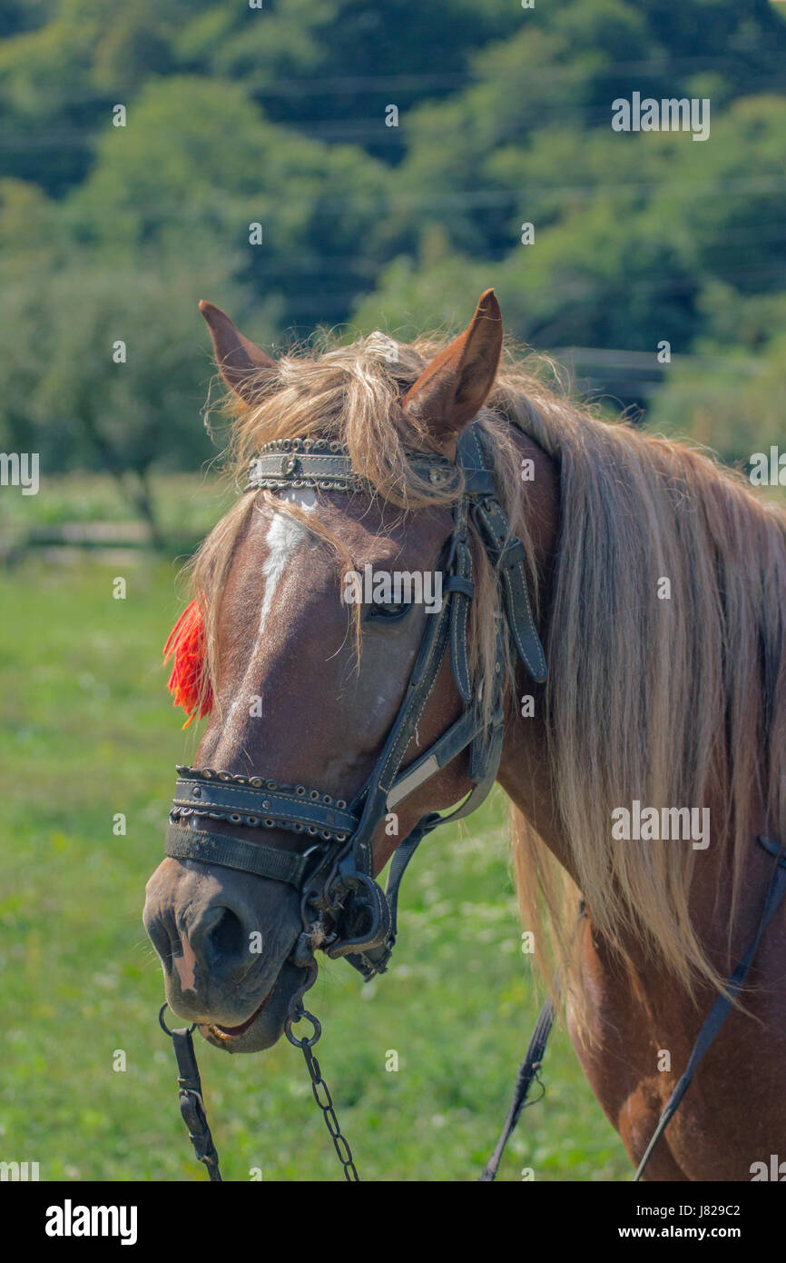 Portrait Of A Horse With Chestnut Hair Mane With Green Background On A 