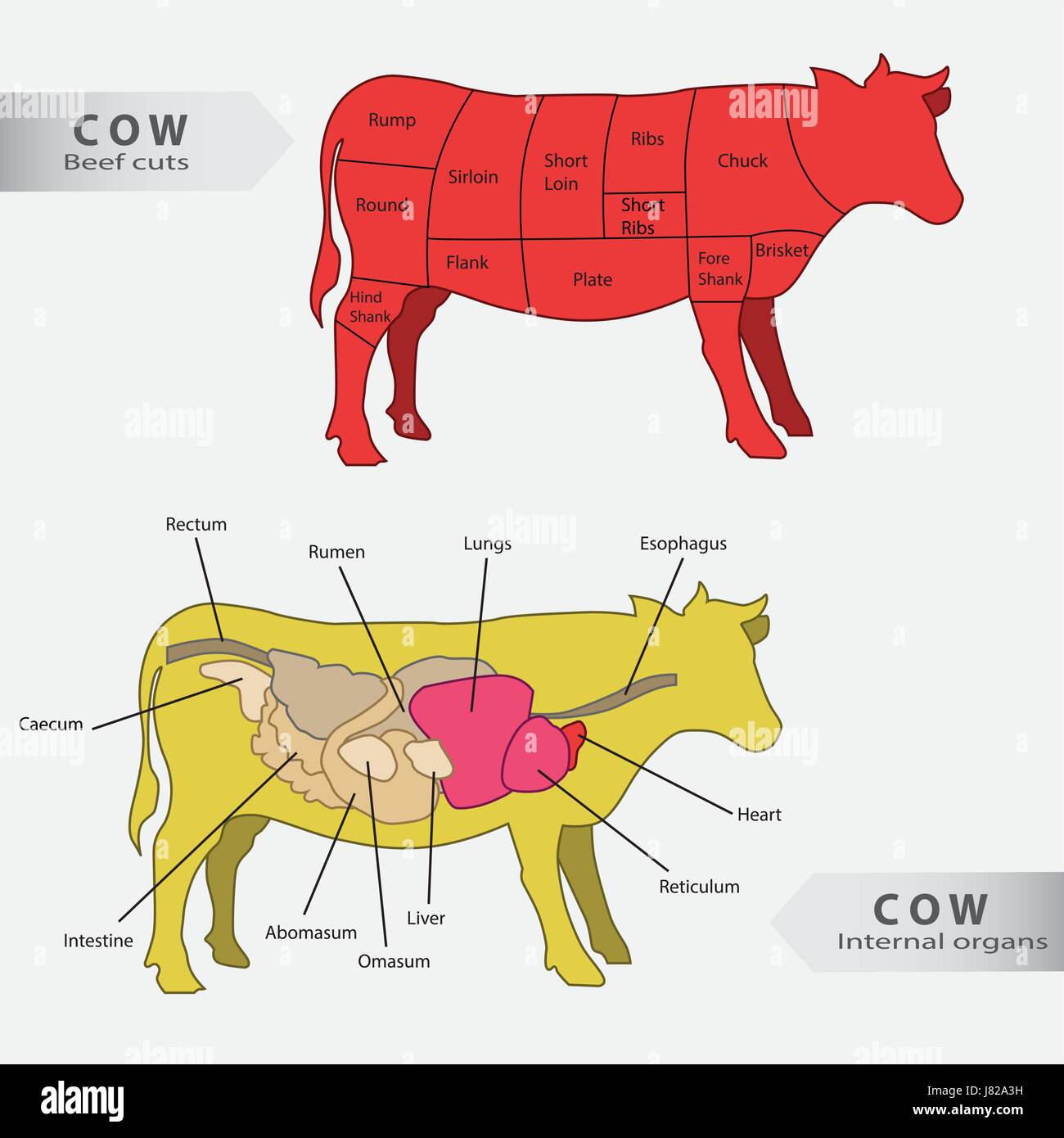Basic cow internal organs and beef cuts chart vector Stock Vector