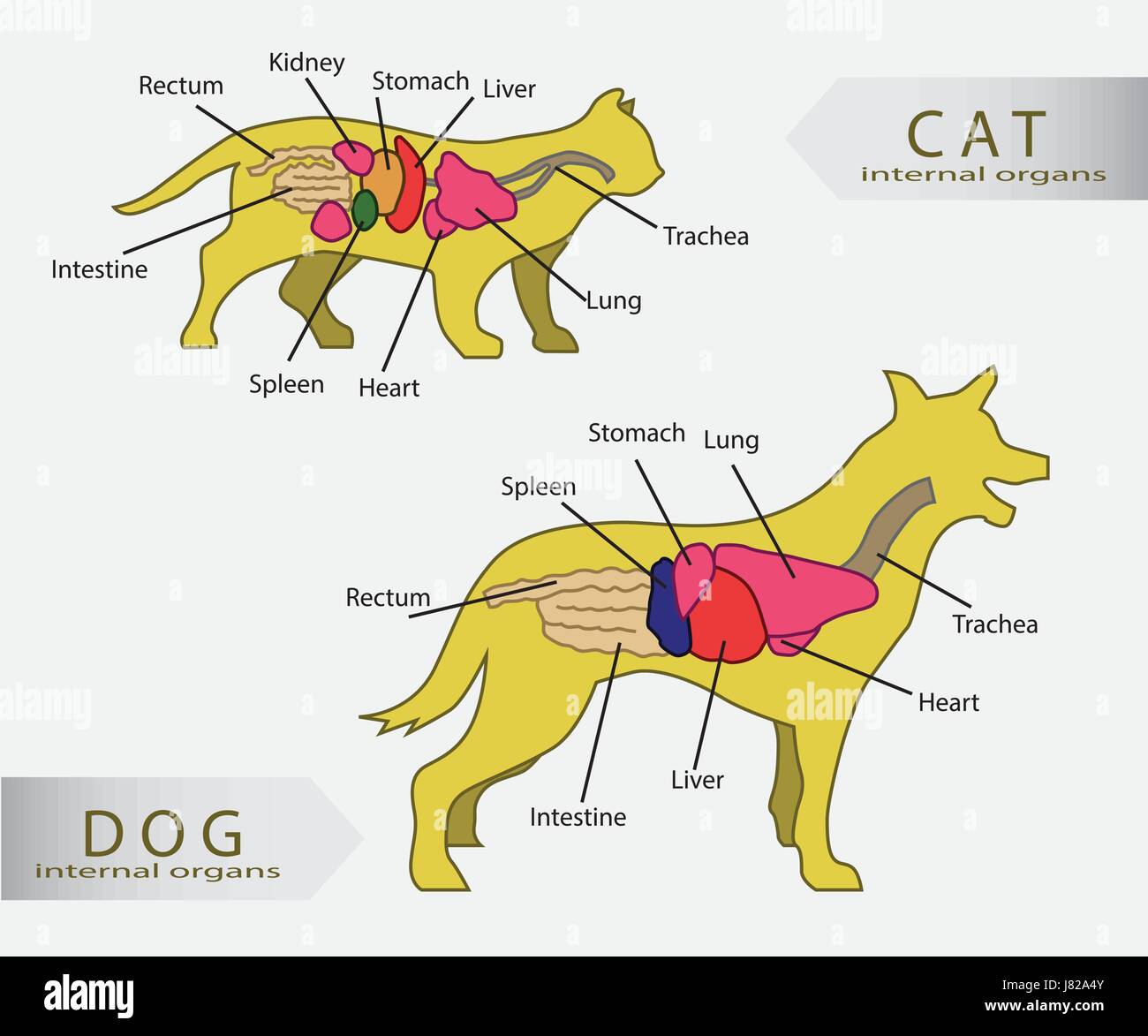 Basic internal organs of cat and dog vector Stock Vector