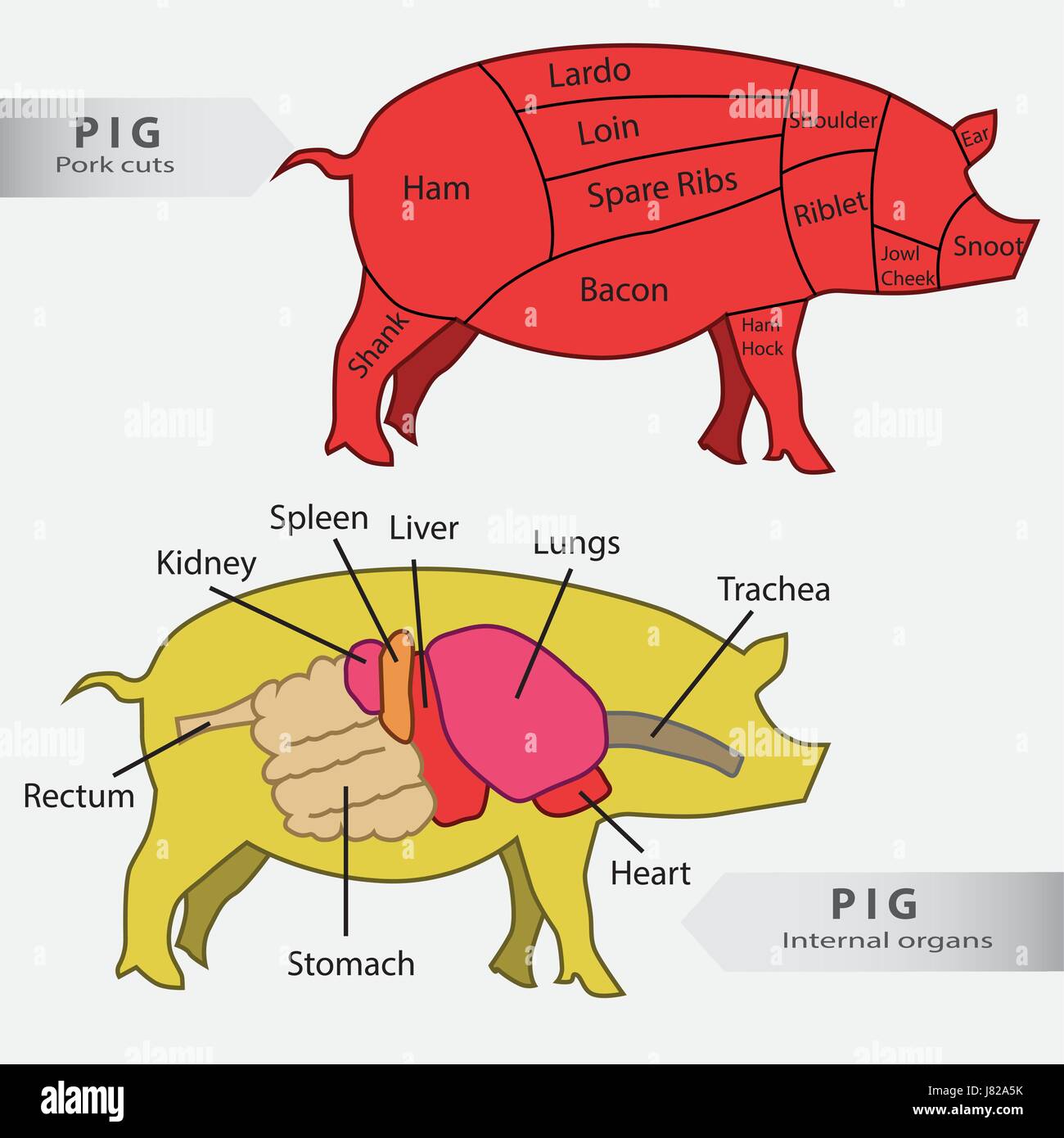 Basic  pig internal organs and cuts chart vector Stock Vector