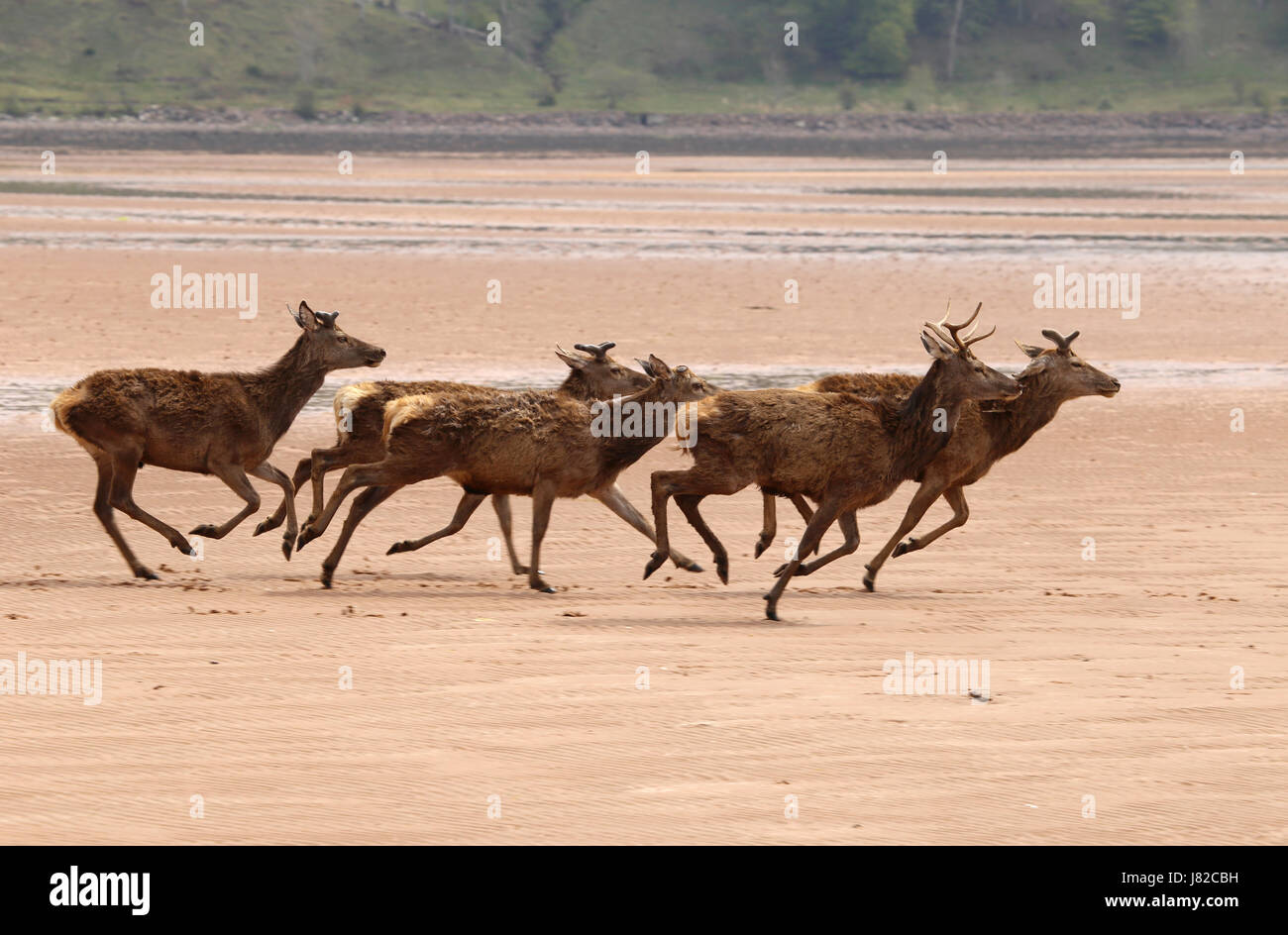 A group of young red deer stags running across the beach in Applecross Bay, Wester Ross, Scottish Highlands, UK. Stock Photo