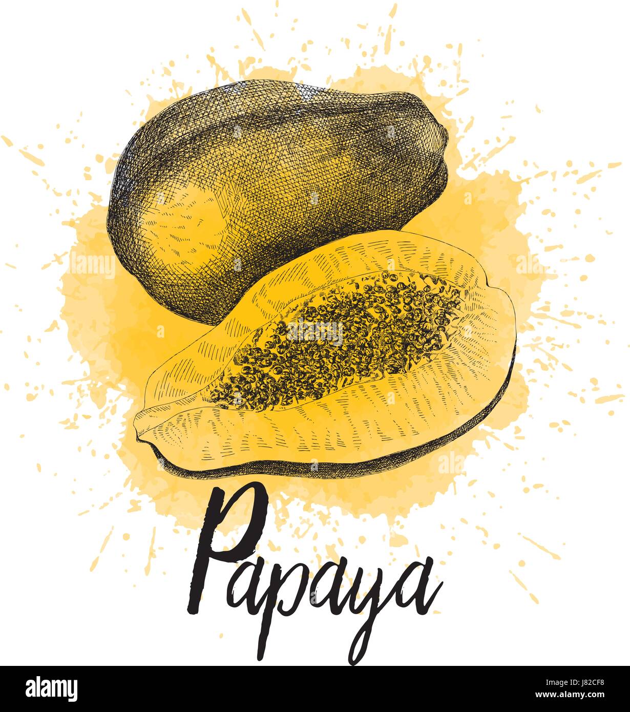Vector illustration of papaya  Stock Vector