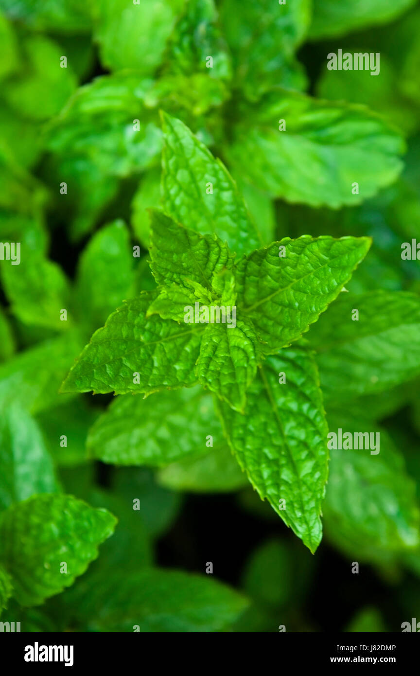 health garden leaves agriculture farming mint herb foliage plant food