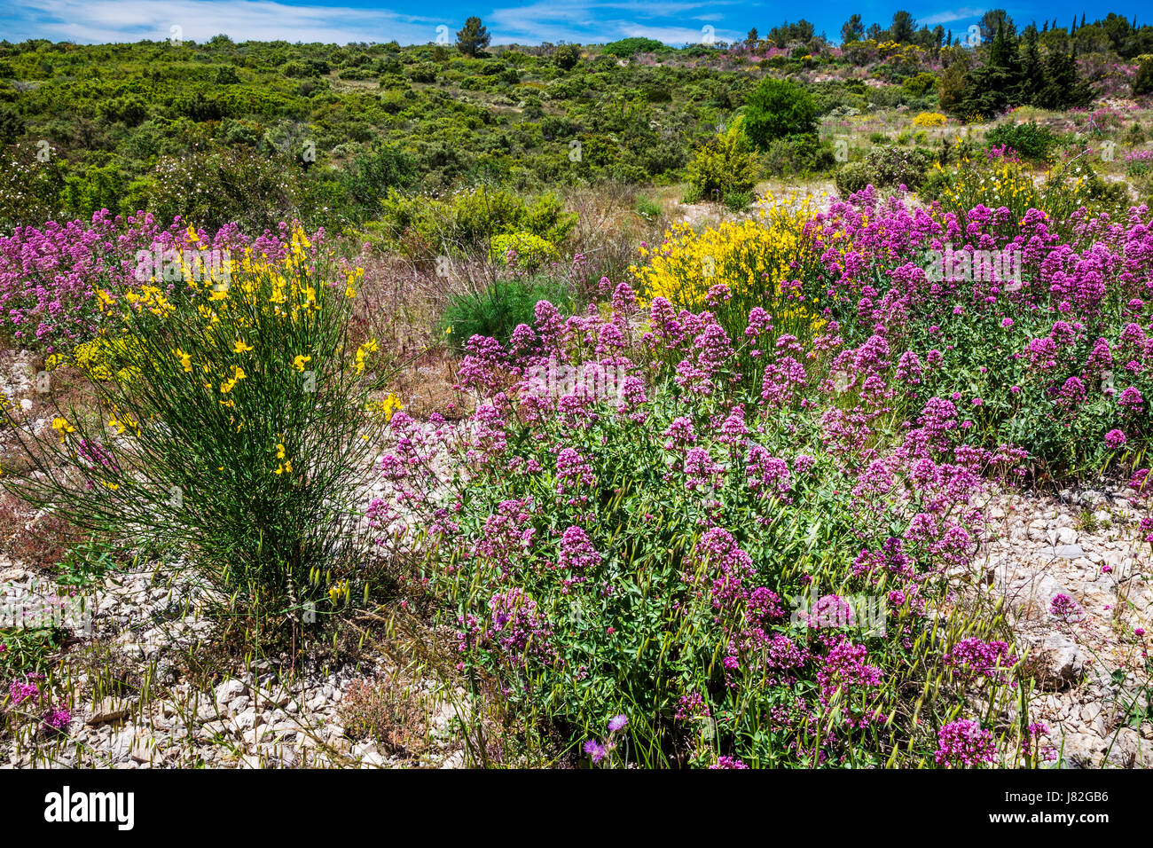France, wildflowers in the Hérault countryside of Languedoc-Roussillon Stock Photo