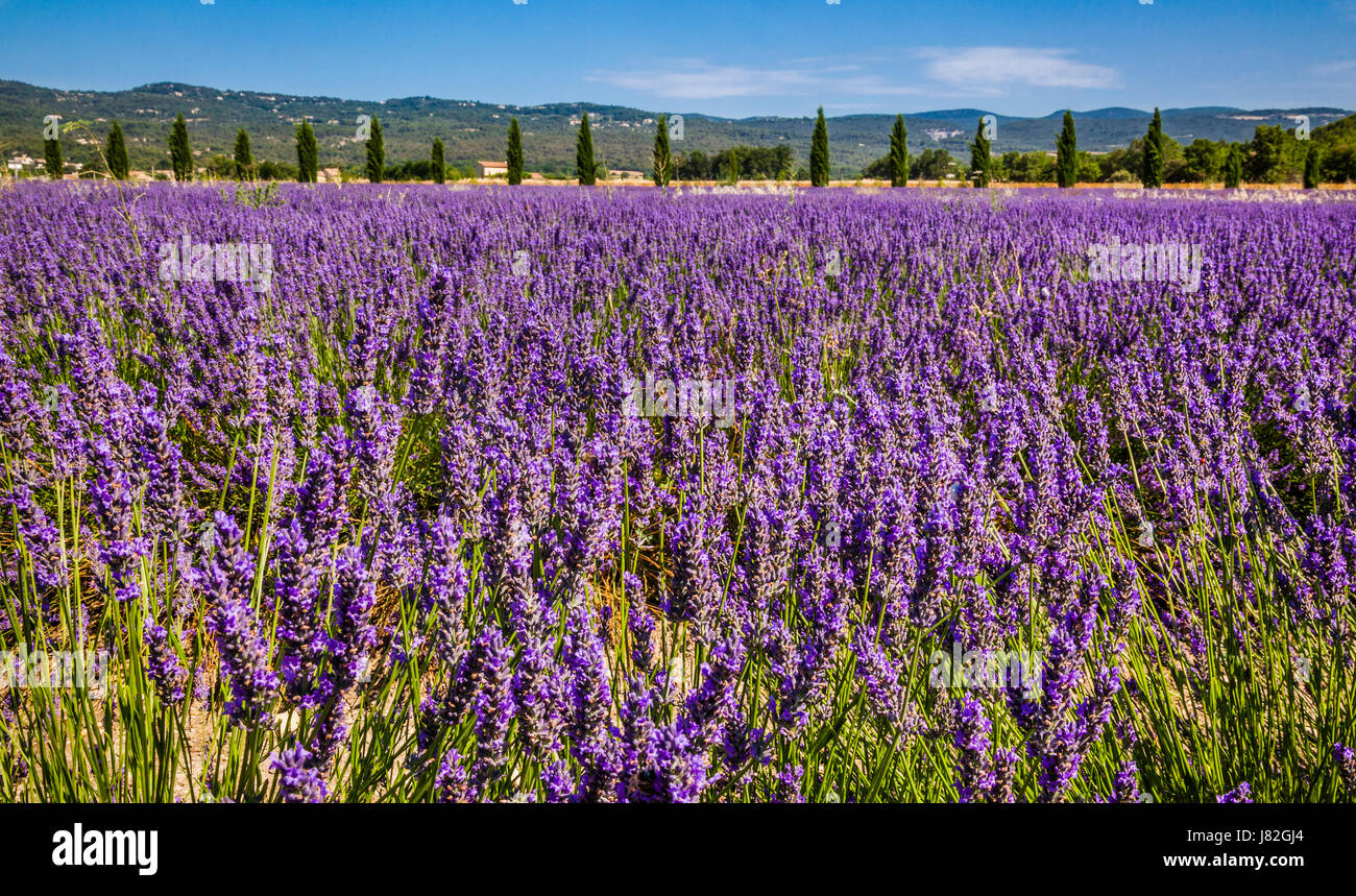 lavender fields near Roussillon, Luberon, Vaucluse, Provence-Alpes-Cote d'Azur, Southern France Stock Photo