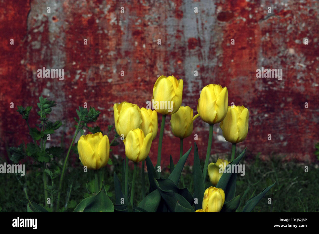 bouquet of yellow tulips on the background of red wall Stock Photo