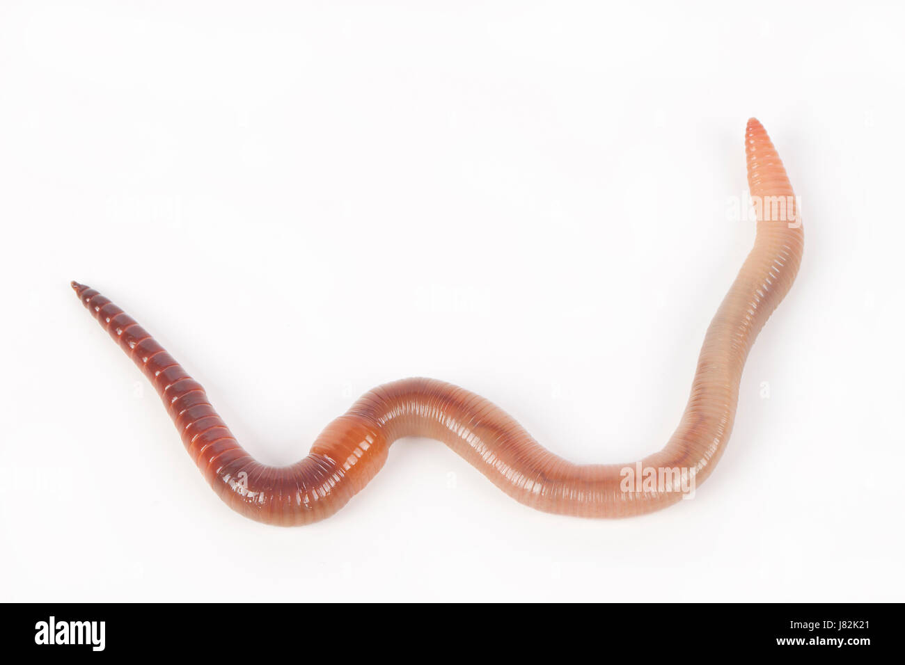 spineless earthworm worm isolated animal studio angle fish bait