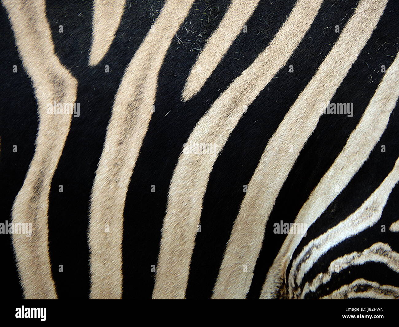 black and white zebra skin pattern, Zebra skin background Stock Photo ...