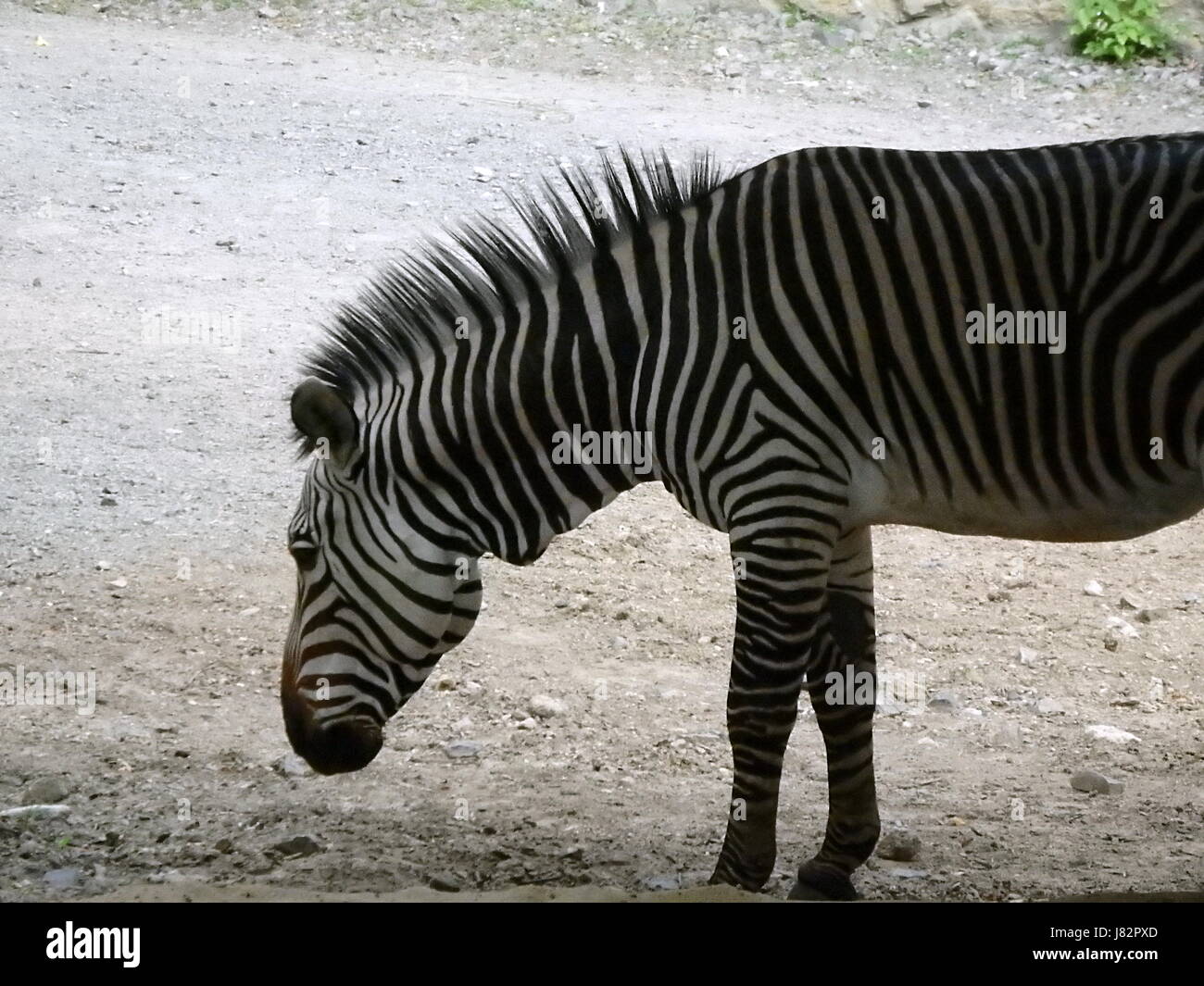 Black and white portrait of a Zebra Stock Photo - Alamy