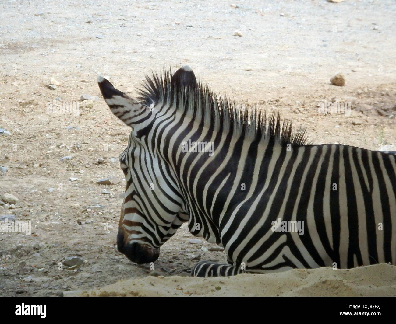 Black and white portrait of a Zebra Stock Photo - Alamy