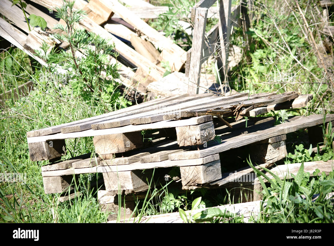 Verwahrloste Holzpaletten mit Holzabfällen sowie Pflanzenabfällen steht überwuchert in einer Wildwiese. Stock Photo