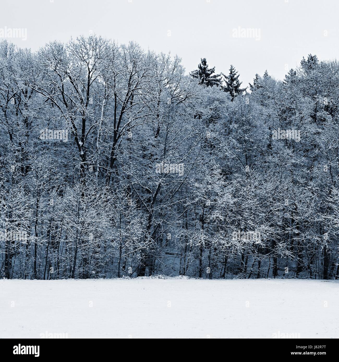 Winter landscape - frosty trees. Nature with snow. Beautiful seasonal ...