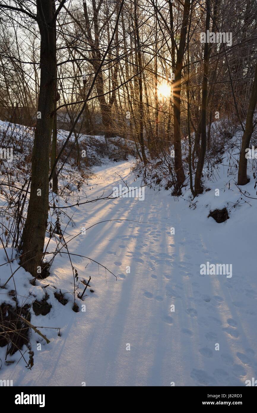 Winter landscape - frosty trees. Nature with snow. Beautiful seasonal ...