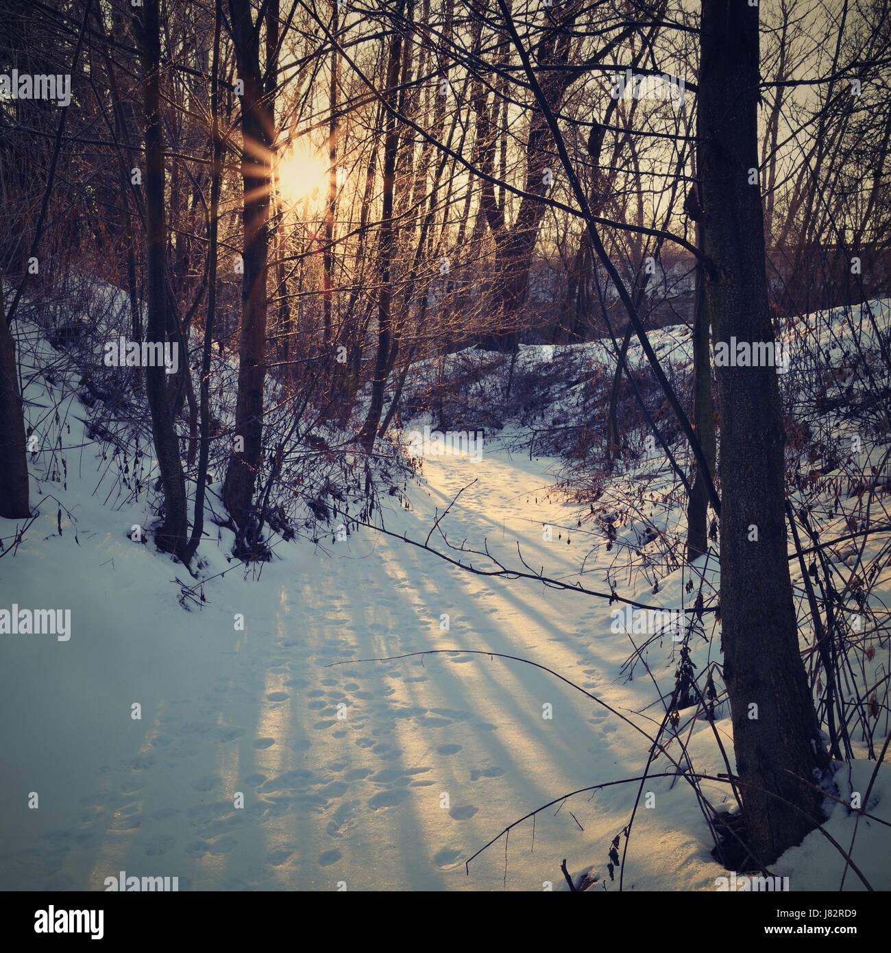 Winter landscape - frosty trees. Nature with snow. Beautiful seasonal ...