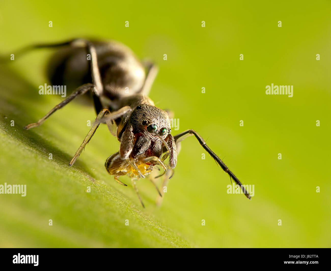 blue leaf closeup park garden animal insect ant fauna wild hunter eye organ  Stock Photo - Alamy