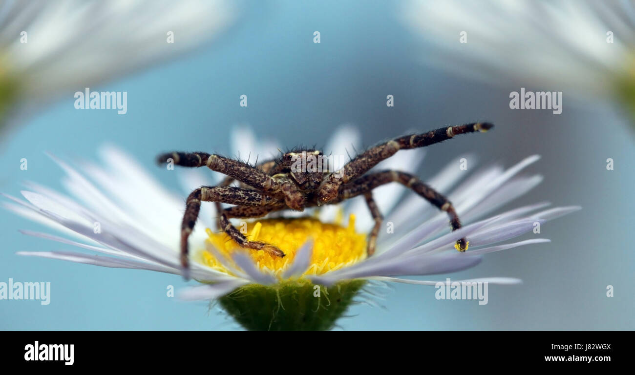 crab spider xysticus Stock Photo Alamy