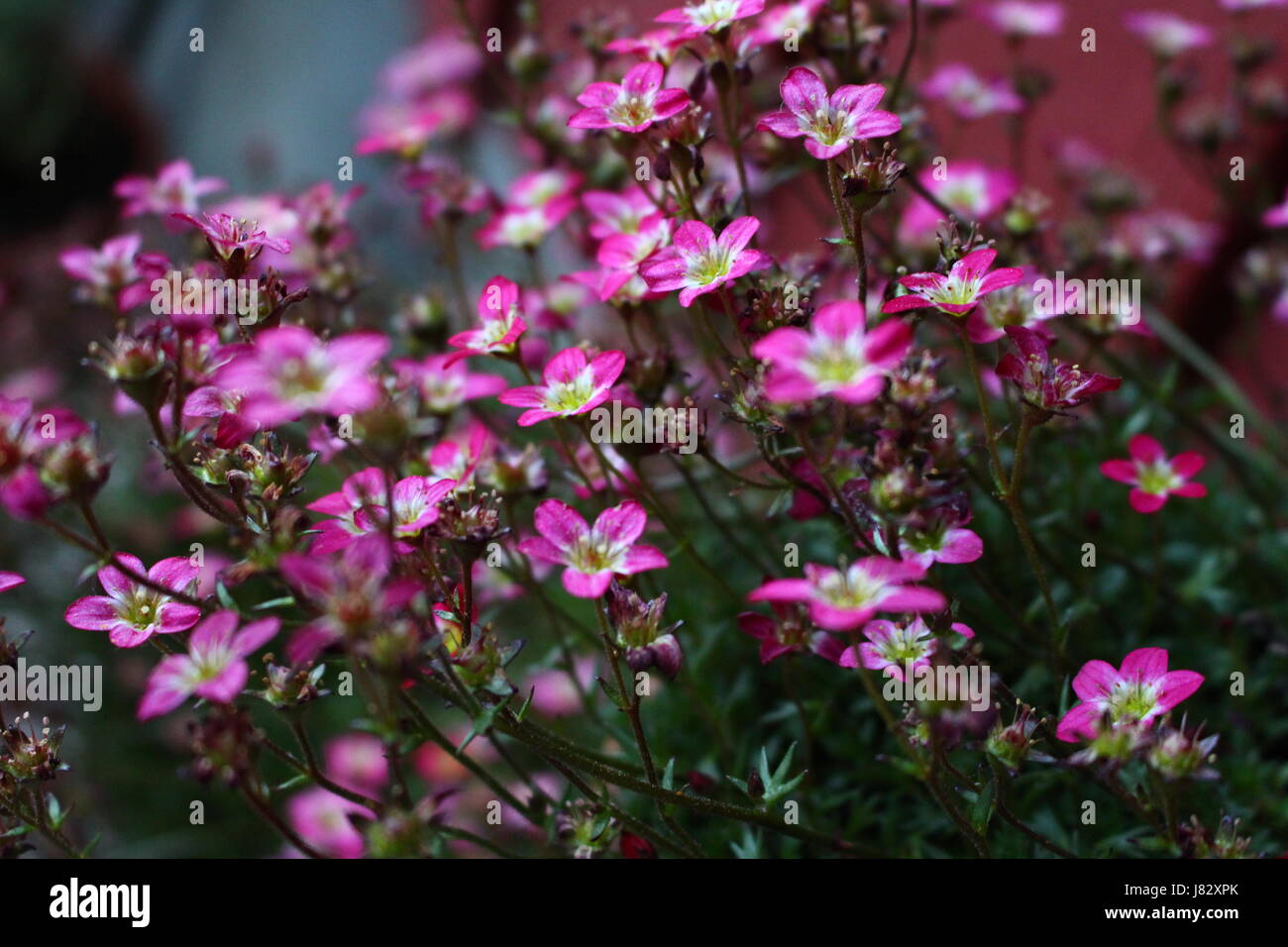 pink flowers Stock Photo - Alamy